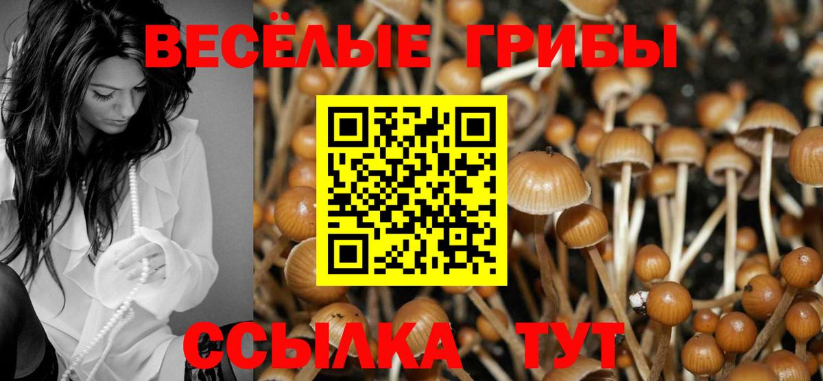 Галлюциногенные грибы прущие грибы  Псилоцибиновые грибы Cubensis  Вход с VPN  закладки  Богданович 